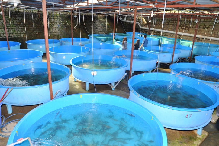 Fish Farming in Pakistan