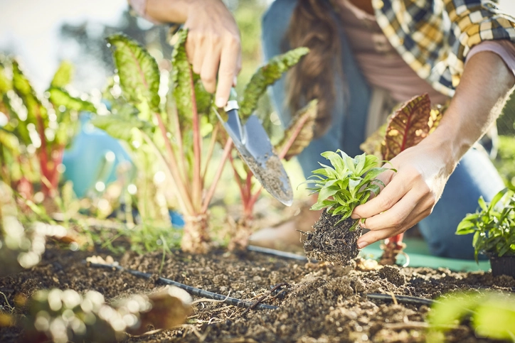 Organic farming business in pakistan