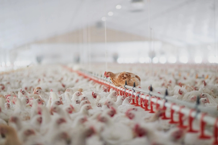 Poultry farming in Pakistan